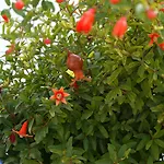 Il Giardino Delle Sete Mesagne