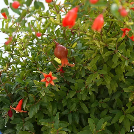 Il Giardino Delle Sete Mesagne